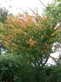 acer cissifolium