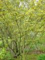 acer davidii serpentine