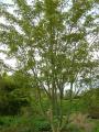 acer davidii