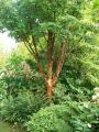 acer griseum