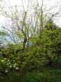 acer negundo kelly's gold