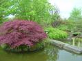 acer palmatum dissectum atropurpureum (2)