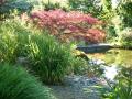 acer palmatum dissectum atropurpureum
