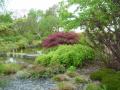 acer palmatum dissectum et dissectum atropurpureum