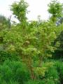 acer palmatum eddisbury