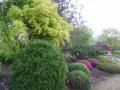 acer palmatum orange dream