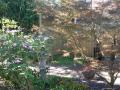 acer palmatum red pygmy