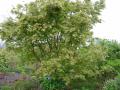 acer palmatum samidare
