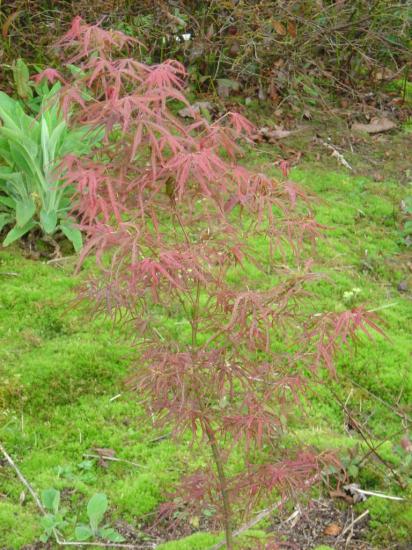 acer (semis du jardin)