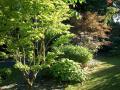 acer shirasawanum aureum