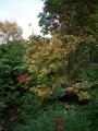 acer summer gold