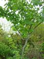 acer tegmentosum 