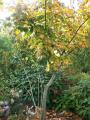 acer tegmentosum