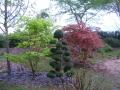 acer shirasawanum aureum et palmatum ariadne