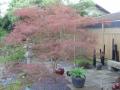 acer palmatum red pygmy