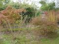 acer palmatum baldsmith