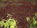 acer palmatum ankum