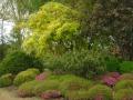 acer palmatum orange dream