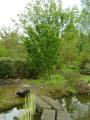 acer palmatum shishigashira