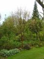 acer griseum