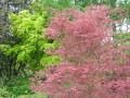 acer palmatum shirazz