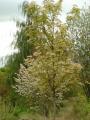 acer pseudoplatanus esk sunset