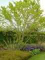 acer cappadocicum aureum
