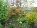 acer palmatum kamagata