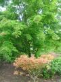 acer palmatum autum moon et acer mandshuricum