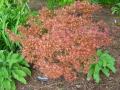 acer palmatum shisio improved