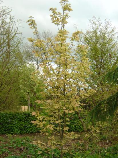 acer pseudoplatanus 