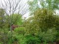 acer palmatum osakazuki (droite) et acer capilipes (gauche)