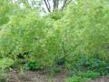 acer palmatum omurayama