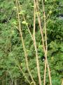 acer conspicuum 